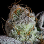 Sweetopia Feminized 3Seeds