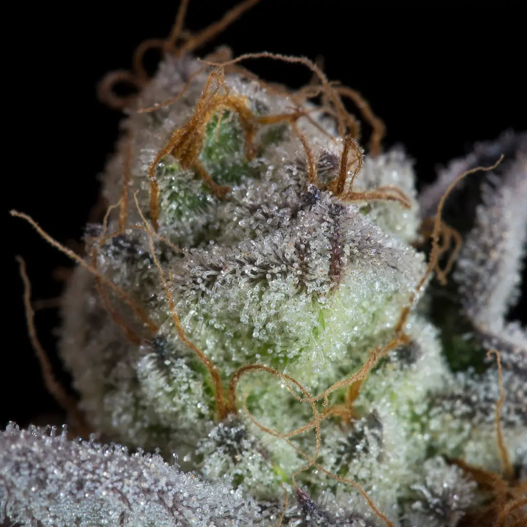 Sweetopia Feminized 3Seeds