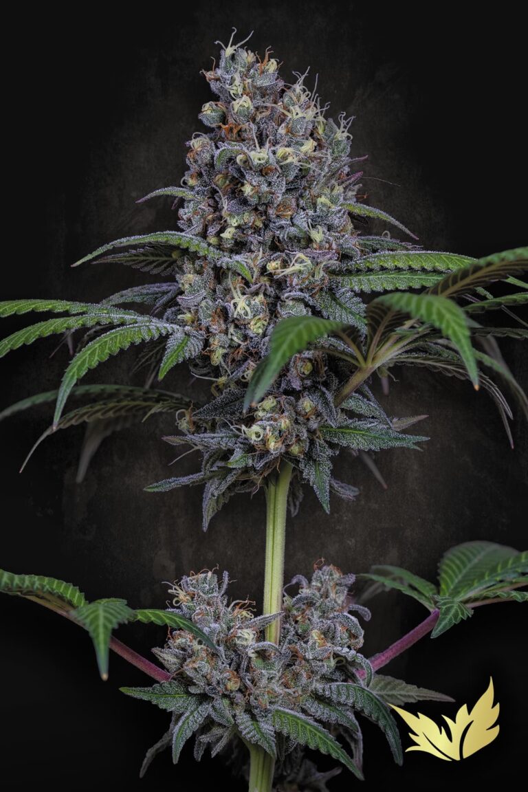 Sweetopia Feminized 3Seeds