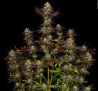 Tangerine Sorbet Feminized 3Seeds