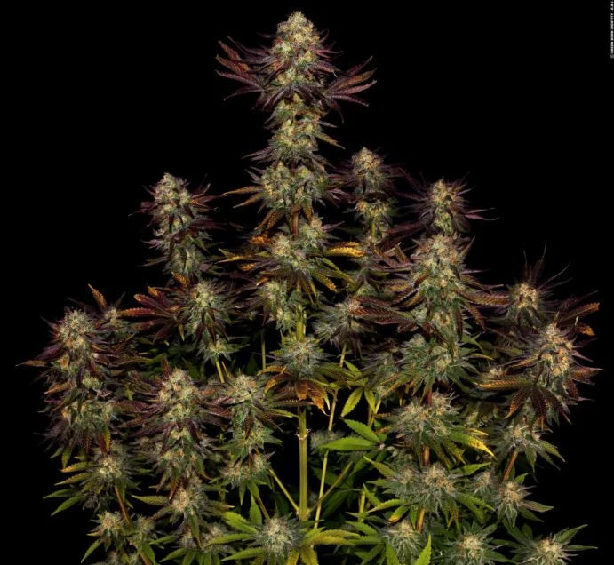 Tangerine Sorbet Feminized 3Seeds