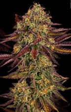 Tangerine Sorbet Feminized 3Seeds