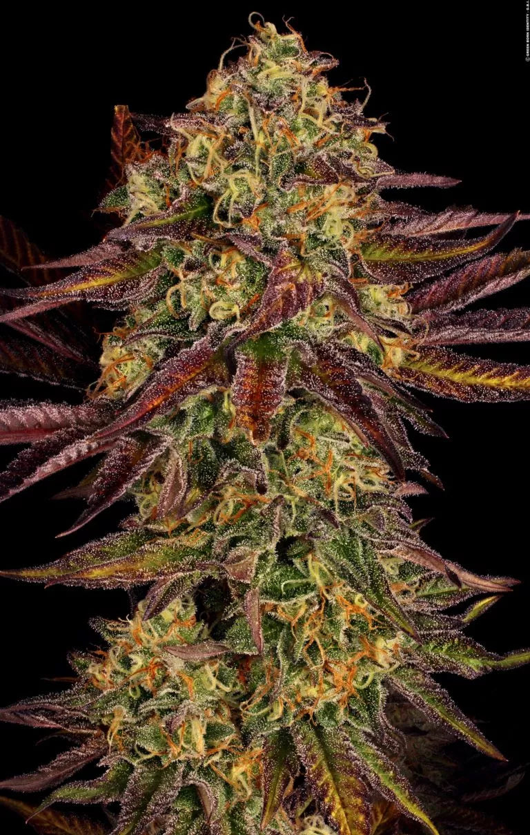 Tangerine Sorbet Feminized 3Seeds