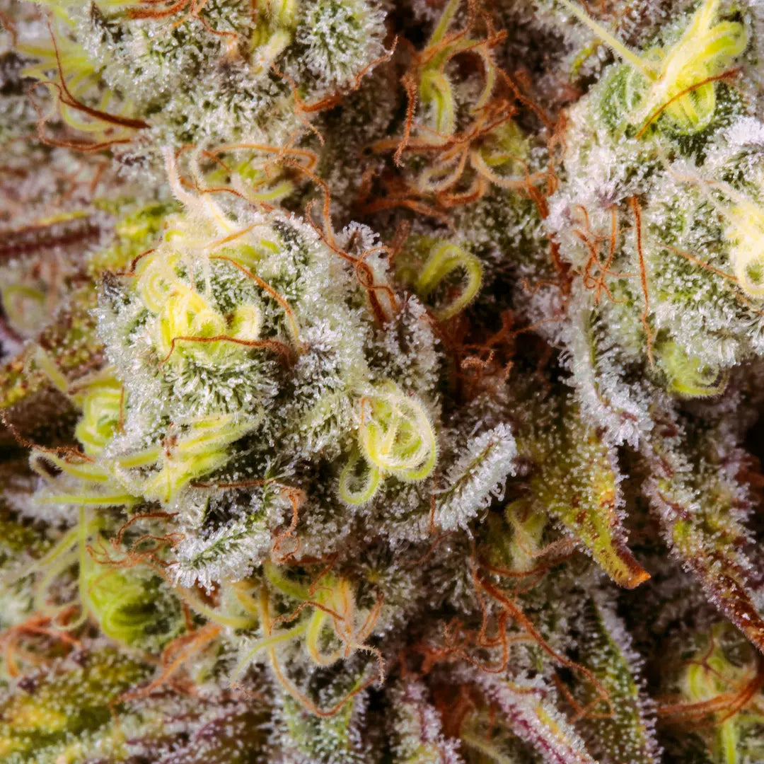 Tangerine Sorbet Feminized 3Seeds