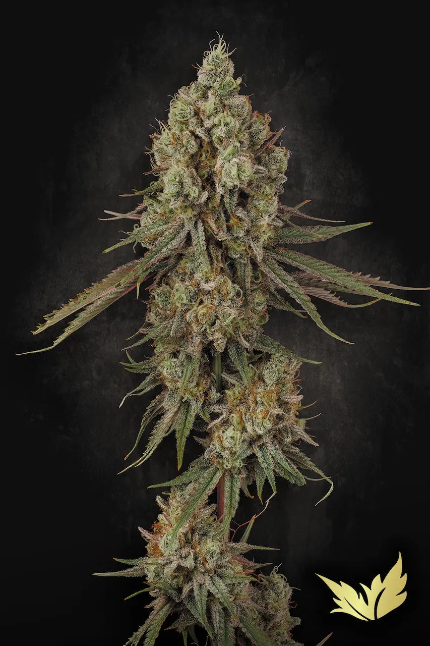 Tangerine Sorbet Feminized 3Seeds