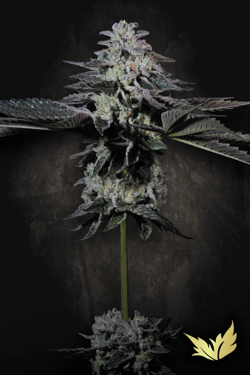 Tropicana Crush Feminized 5Seeds