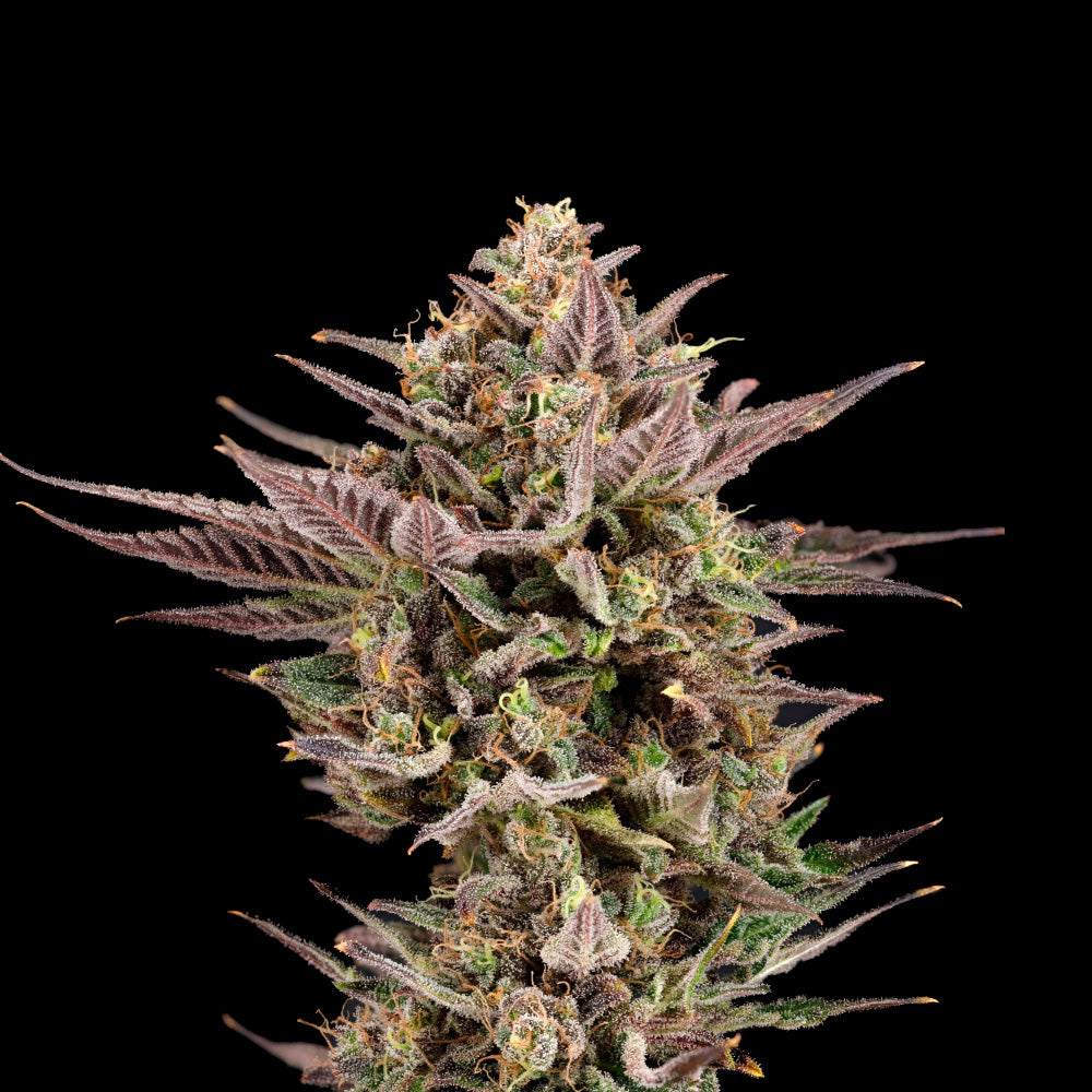 UK Runtz Feminized 3 Seeds