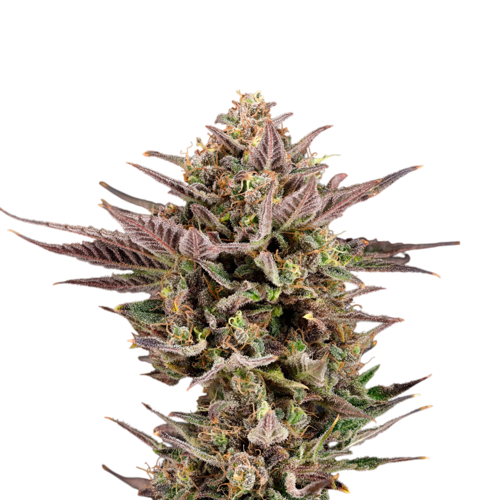 UK Runtz Feminized 3 Seeds