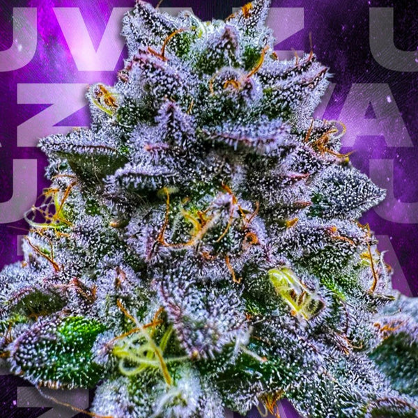UVAZ 🏆Feminized 6 Seeds