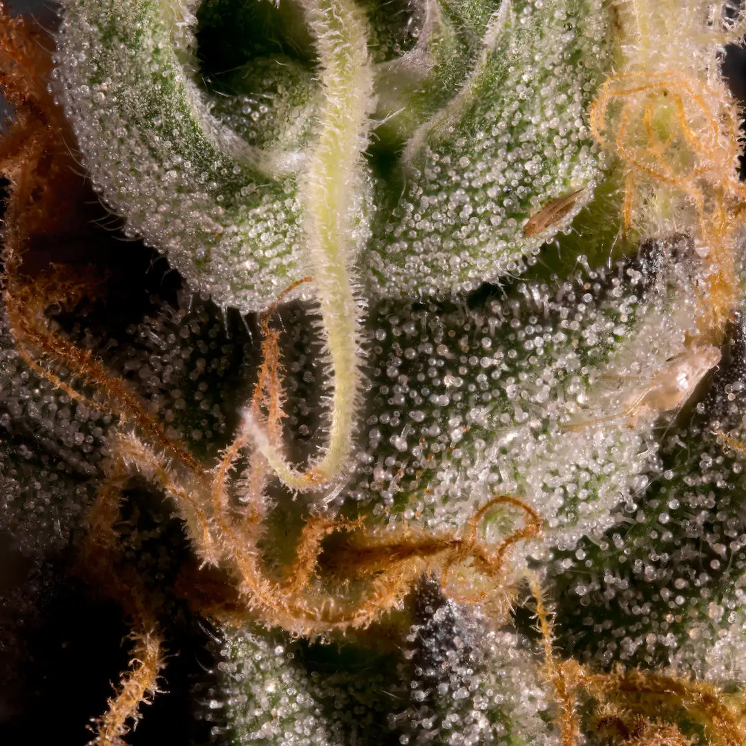 Vertigo Feminized 3Seeds