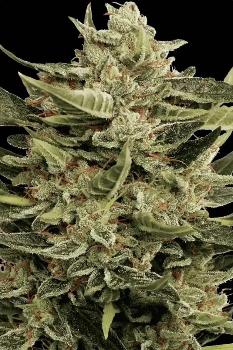 Vertigo Feminized 3Seeds