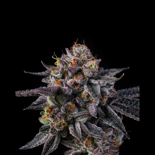 Vice Runtz 🏆 Feminized 6 Seeds