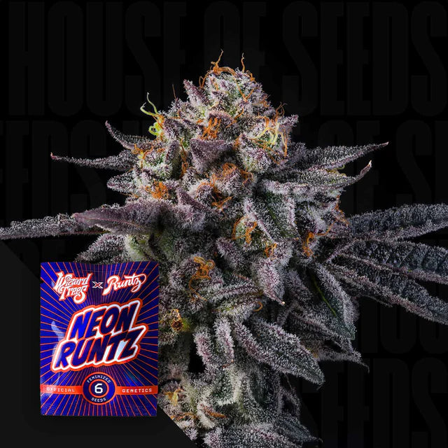 Vice Runtz 🏆 Feminized 6 Seeds