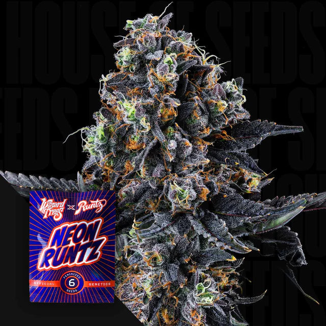 White Soho🏆Feminized 3 Seeds