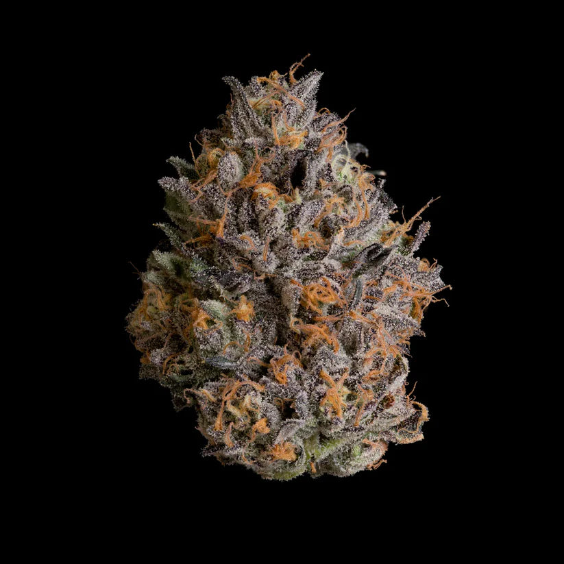 Wizard Trees Genetics🏆Black Bow, 3 Seeds, Fem.
