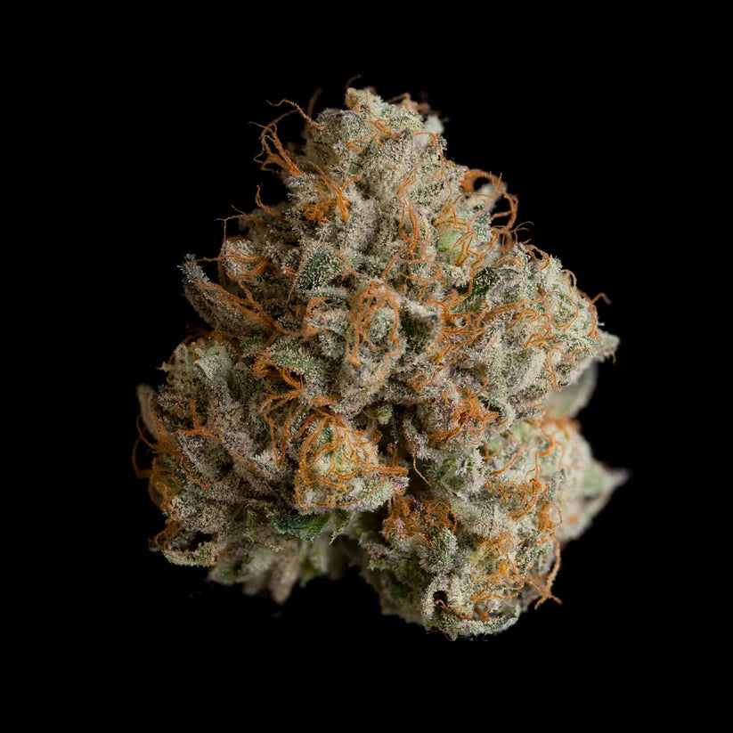 Wizard Trees Genetics🏆Night Ritual, 3Seeds, Fem.