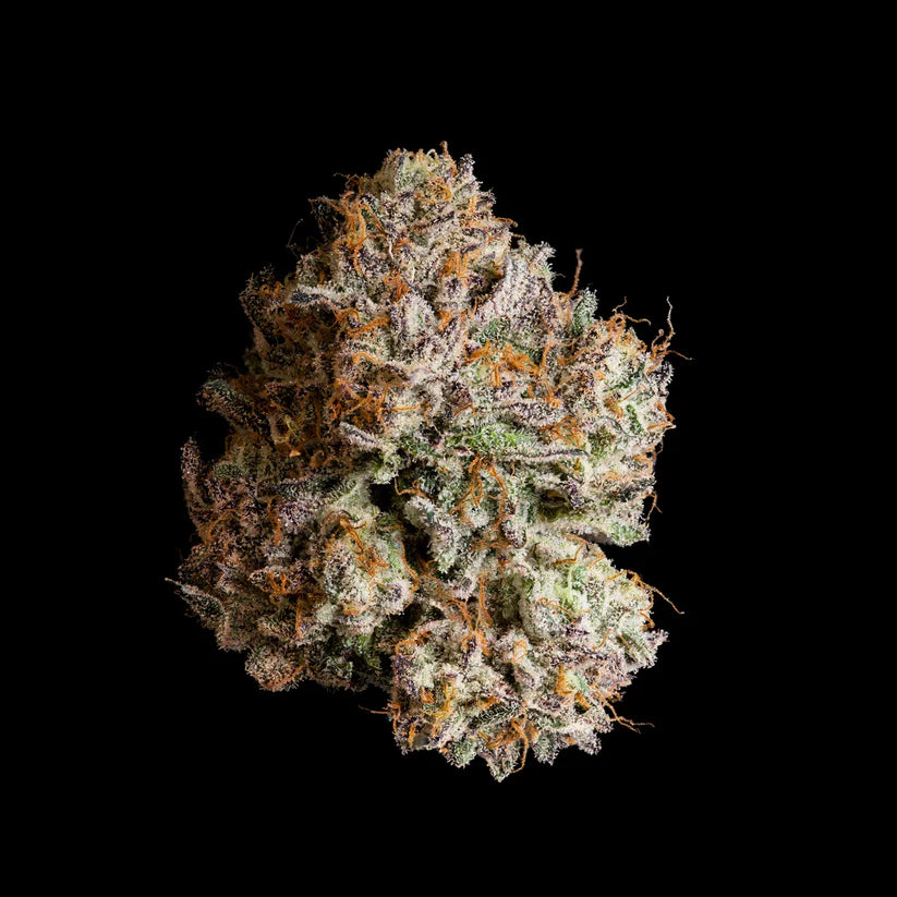 Wizard Trees Genetics🏆Obsidian, 3 Seeds, Fem.
