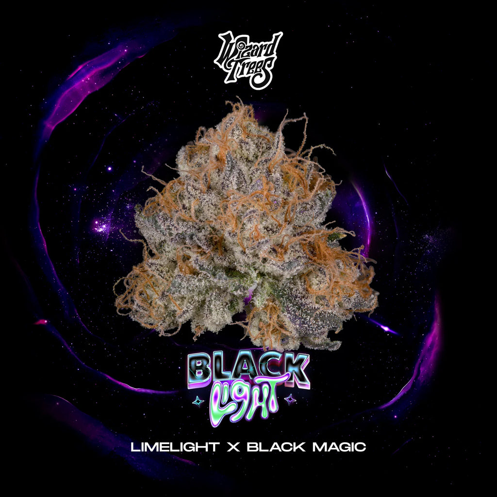 Wizzard Trees , Black Light , 3Seeds