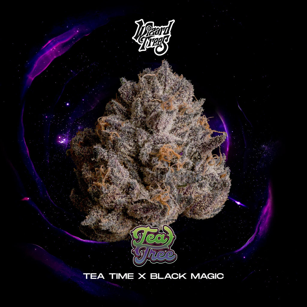 Wizzard Trees ,Tea Tree , 3 Seeds