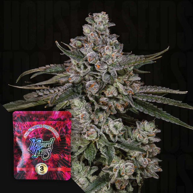 British delight 🏆 Feminized 3Seeds
