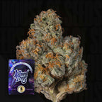 BIG BEN🏆Feminized 3 Seeds
