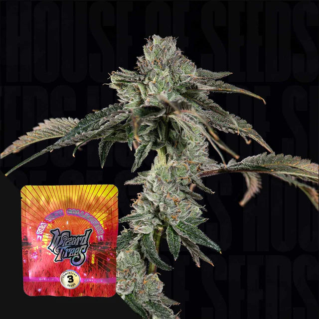 Boiler Room🏆Feminized 3Seeds