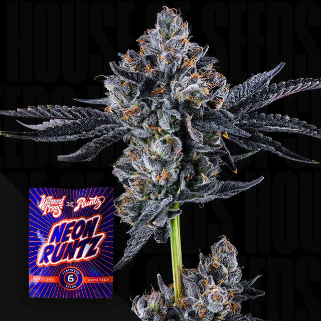 Broadway Runtz🏆Feminized 3 Seeds