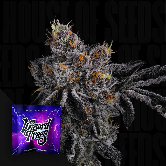 Bow Shooter🏆Feminized 3oder6 Seeds