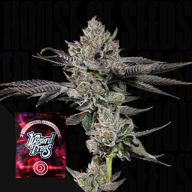 Bowtie🏆Feminized 3Seeds