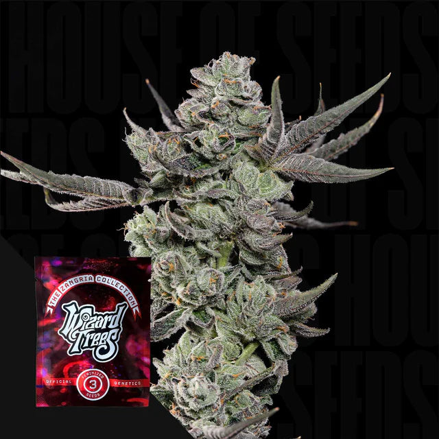 Cali Tings🏆Feminized 3Seeds