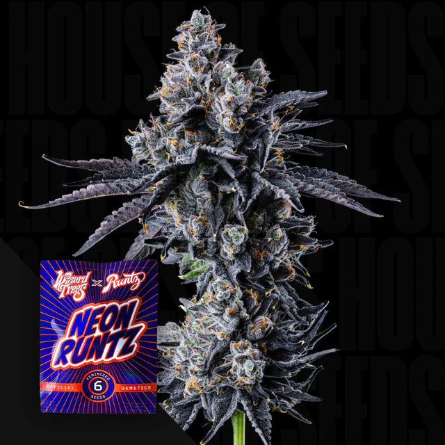 Empire 54🏆Feminized 3 Seeds