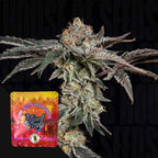 Fine Print🏆Feminized 3 Seeds