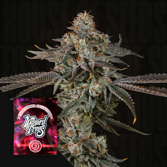 Gas Gimlet 🏆 Feminized 3Seeds