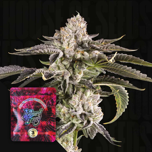 Gridlock 🏆Feminized 3Seeds