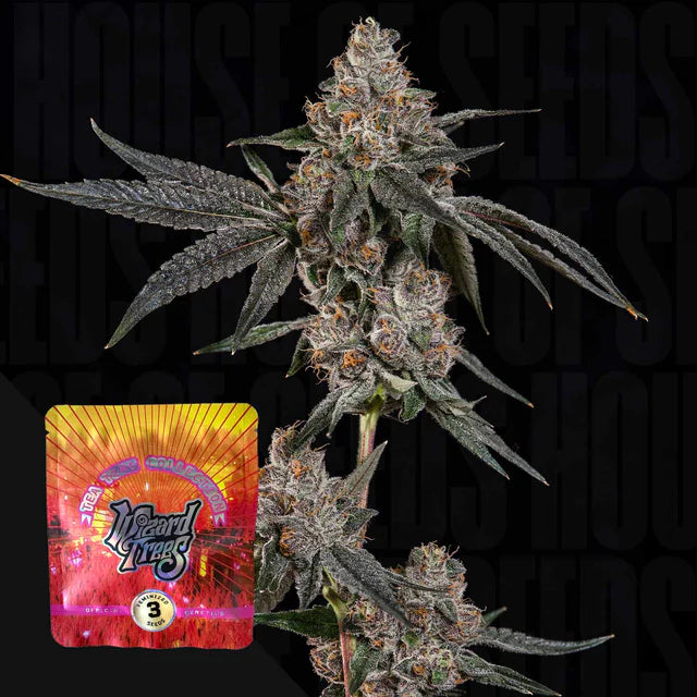Grand Prixx🏆Feminized 3Seeds