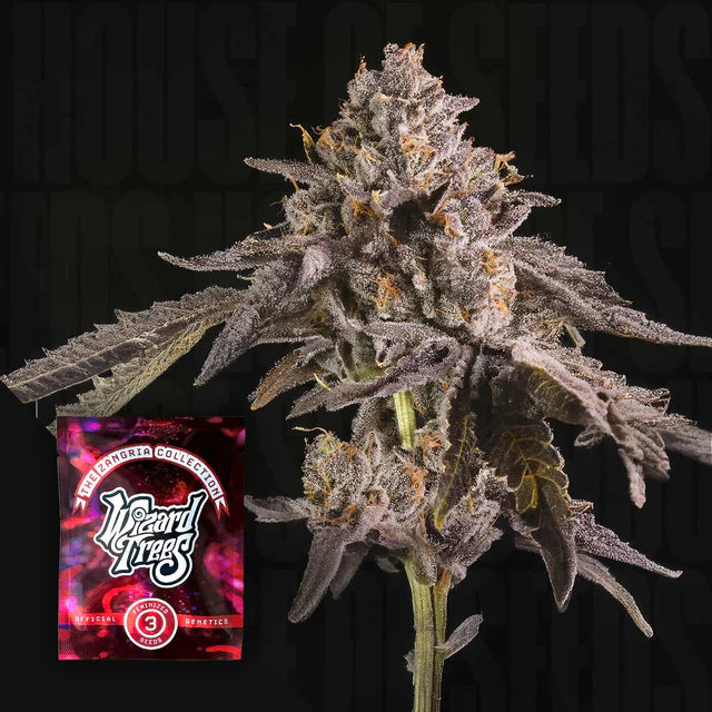 Happy Hour 🏆 Feminized 3Seeds