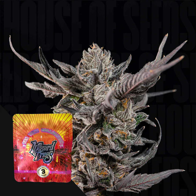 KnightCap🏆Feminized 3Seeds