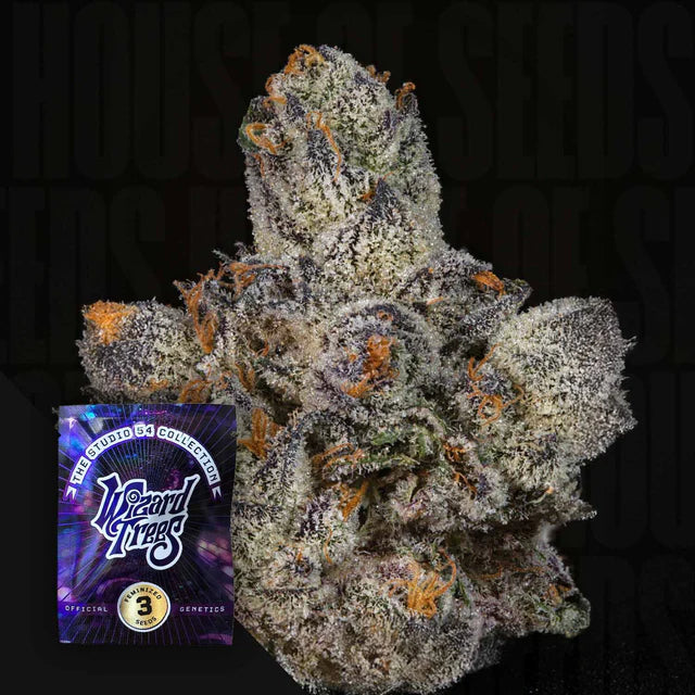 Lemon Fever🏆Feminized 3 Seeds