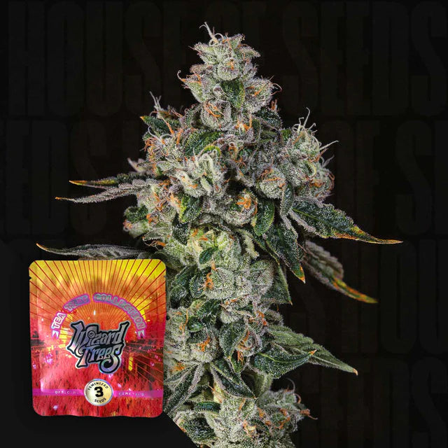 L.I.I.T 🏆 Feminized 3Seeds