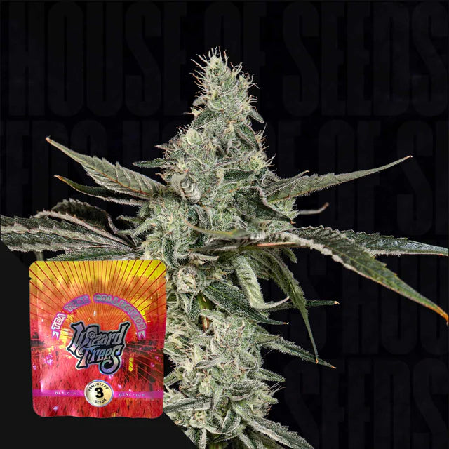 London Fog🏆Feminized 3Seeds