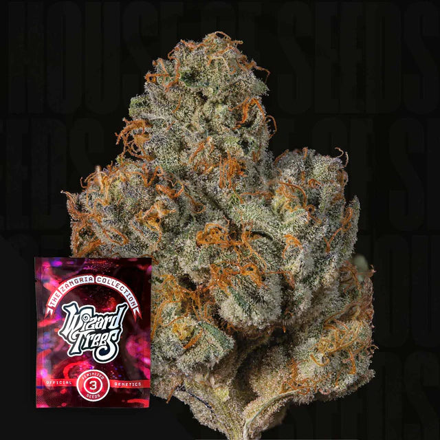 Last Pour 🏆Feminized 3 Seeds