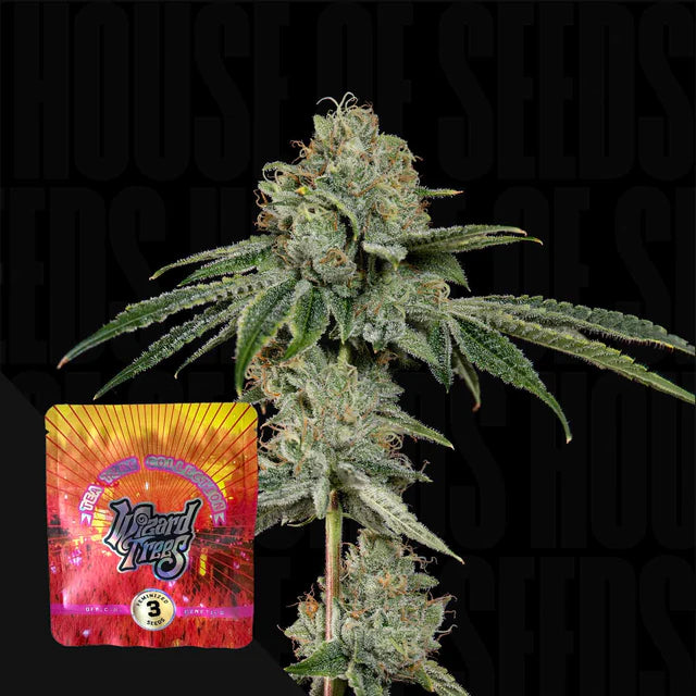 OG Hour🏆Feminized 3Seeds