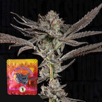 Propa Candy🏆Feminized 3Seeds
