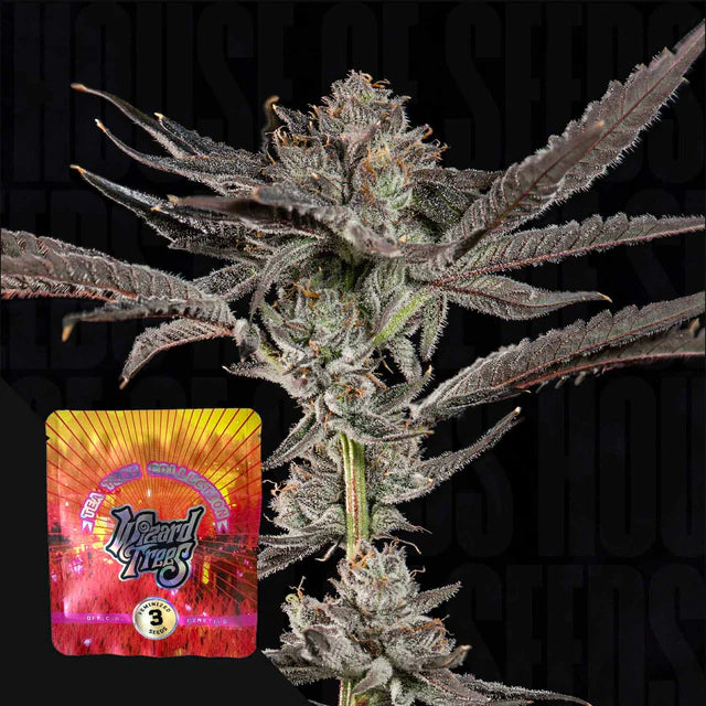 Propa Candy🏆Feminized 3Seeds