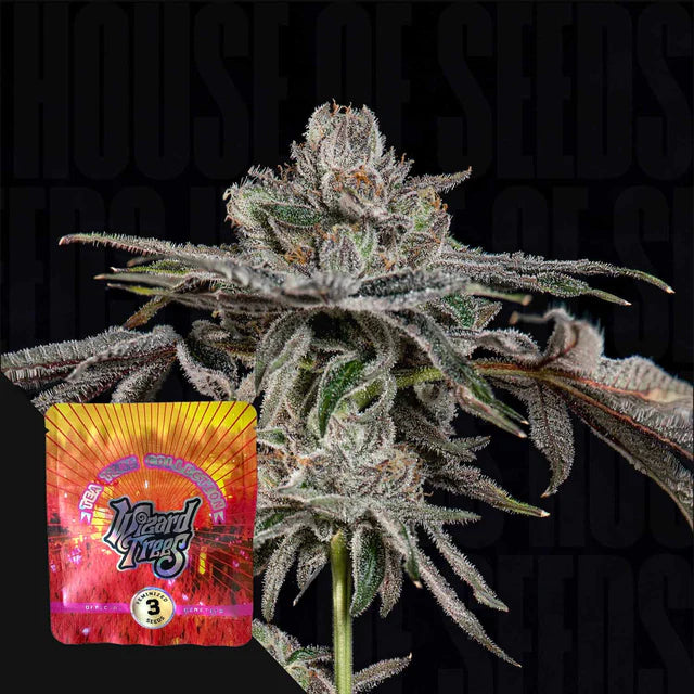 P's & Z's🏆Feminized 3Seeds