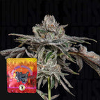 P's & Z's🏆Feminized 3Seeds