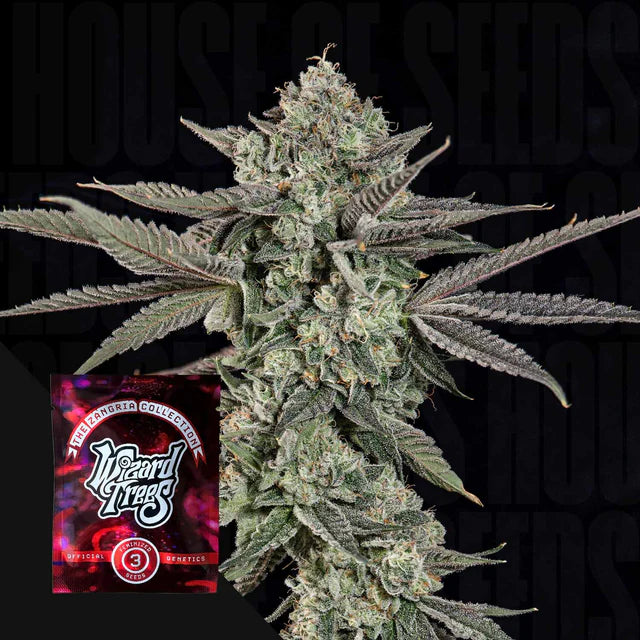 Ropegria🏆Feminized 3Seeds