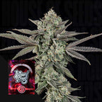 Ropegria🏆Feminized 3Seeds