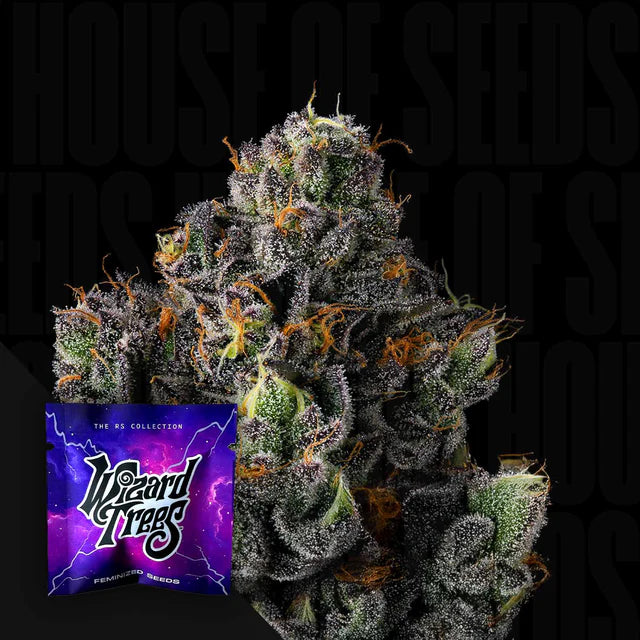 SHERBZ🏆Feminized 6 Seeds