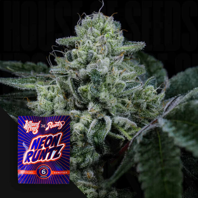 Side Piece 🏆Feminized 3 Seeds